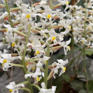 Ludisia Discolor Jewel Orchid Live Plant – Black Orchid Houseplant, 2.5