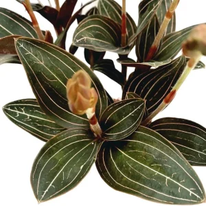Ludisia Discolor Jewel Orchid Live Plant – Black Orchid Houseplant, 2.5