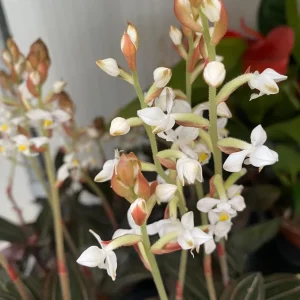 Ludisia Discolor Jewel Orchid Live Plant – Black Orchid Houseplant, 2.5