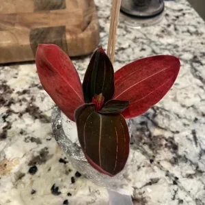 Ludisia Discolor Jewel Orchid Live Plant – Black Orchid Houseplant, 2.5