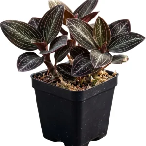 Ludisia Discolor Jewel Orchid Live Plant – Black Orchid Houseplant, 2.5
