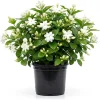 Maid of Orleans Jasmine Live Plant - Sweet Fragrant White Flowers - 4" Pot - Image 1
