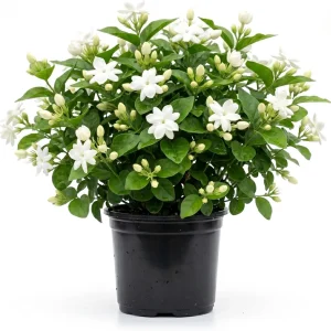 Maid of Orleans Jasmine Live Plant - Sweet Fragrant White Flowers - 4