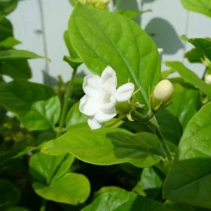Maid of Orleans Jasmine Live Plant - White Flowers, Sweet Scented, 4