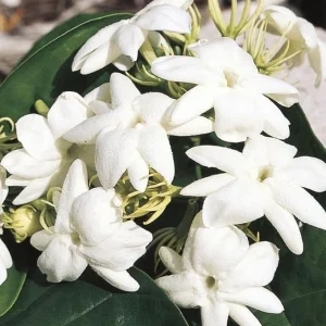 Maid of Orleans Jasmine Live Plant - White Flowers, Sweet Scented, 4