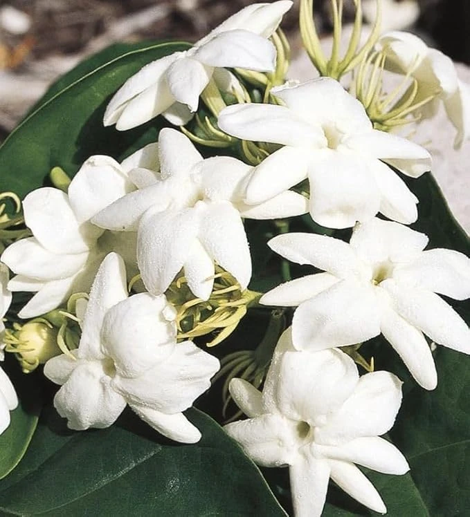 Maid of Orleans Jasmine Live Plant - White Flowers, Sweet Scented, 4" Pot - Image 3