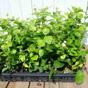 Maid of Orleans Jasmine Live Plant - White Flowers, Sweet Scented, 4