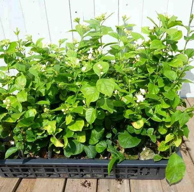 Maid of Orleans Jasmine Live Plant - White Flowers, Sweet Scented, 4" Pot - Image 4