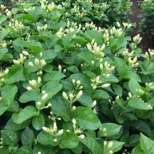 Maid of Orleans Jasmine Live Plant - White Flowers, Sweet Scented, 4