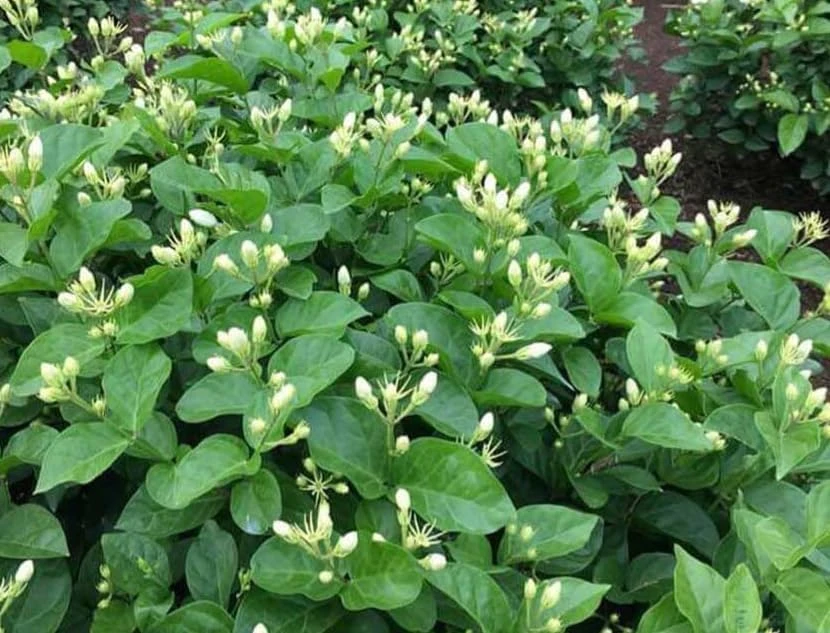 Maid of Orleans Jasmine Live Plant - White Flowers, Sweet Scented, 4" Pot - Image 5