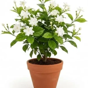 Maid of Orleans Jasmine Live Plant - White Flowers, Sweet Scented, 4