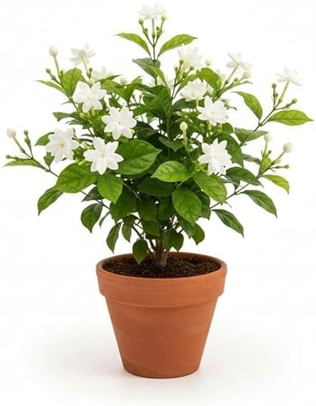 Maid of Orleans Jasmine Live Plant - White Flowers, Sweet Scented, 4" Pot - Image 6