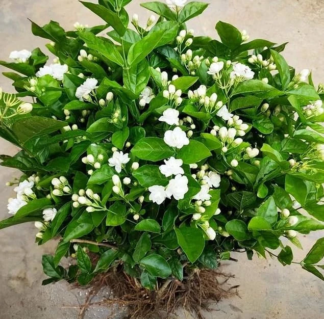 Maid of Orleans Jasmine Live Plant - White Flowers, Sweet Scented, 4" Pot - Image 7
