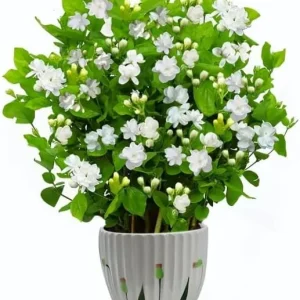 Maid of Orleans Jasmine Live Plant - White Flowers, Sweet Scented, 4