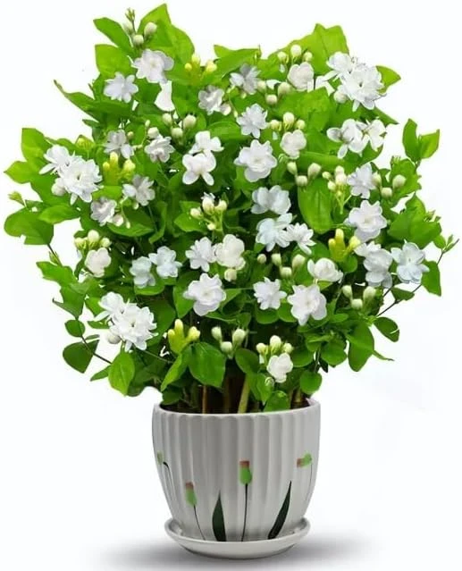 Maid of Orleans Jasmine Live Plant - White Flowers, Sweet Scented, 4" Pot - Image 1