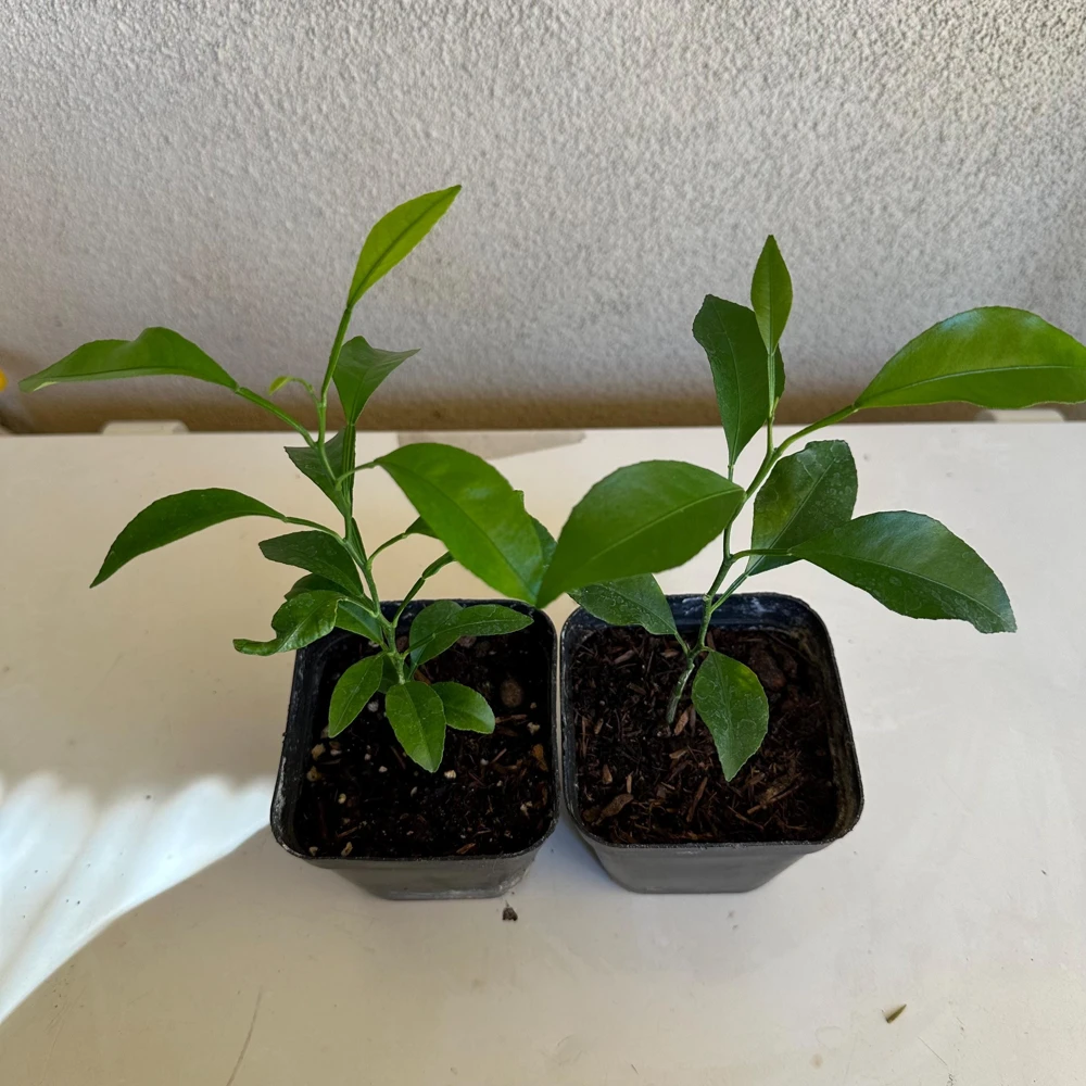 Mandarin Seedling Live Plant – 5-12 inch Tall Citrus Tree – Grown from Seed - Image 4