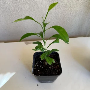 Mandarin Seedling Live Plant – 5-12 inch Tall Citrus Tree – Grown from Seed - Image 5