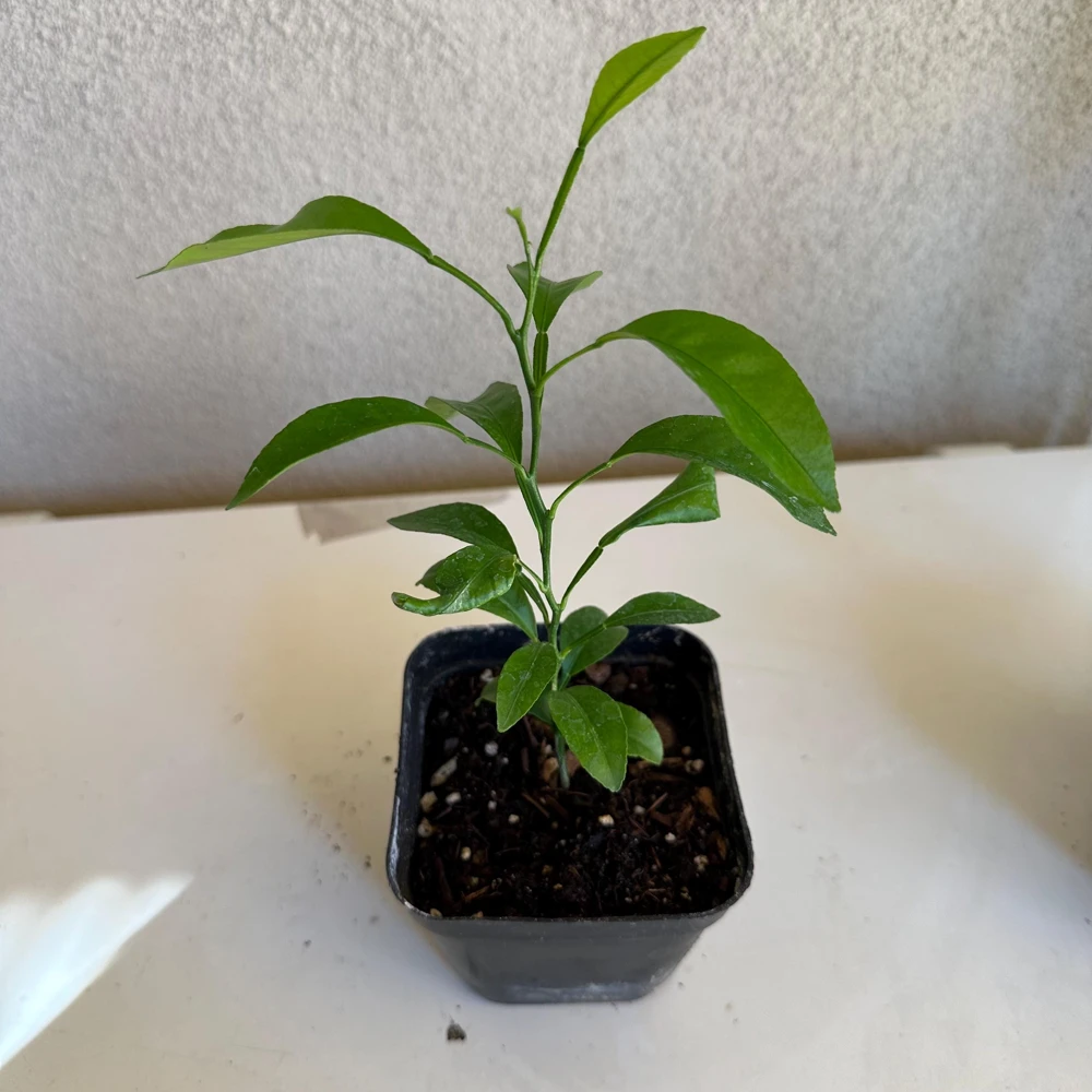 Mandarin Seedling Live Plant – 5-12 inch Tall Citrus Tree – Grown from Seed - Image 5