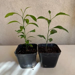 Mandarin Seedling Live Plant – 5-12 inch Tall Citrus Tree – Grown from Seed - Image 6