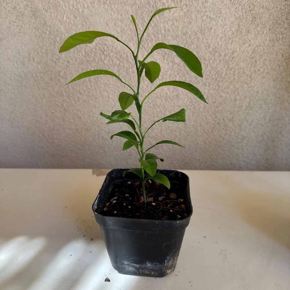 Mandarin Seedling Live Plant – 5-12 inch Tall Citrus Tree – Grown from Seed - Image 7