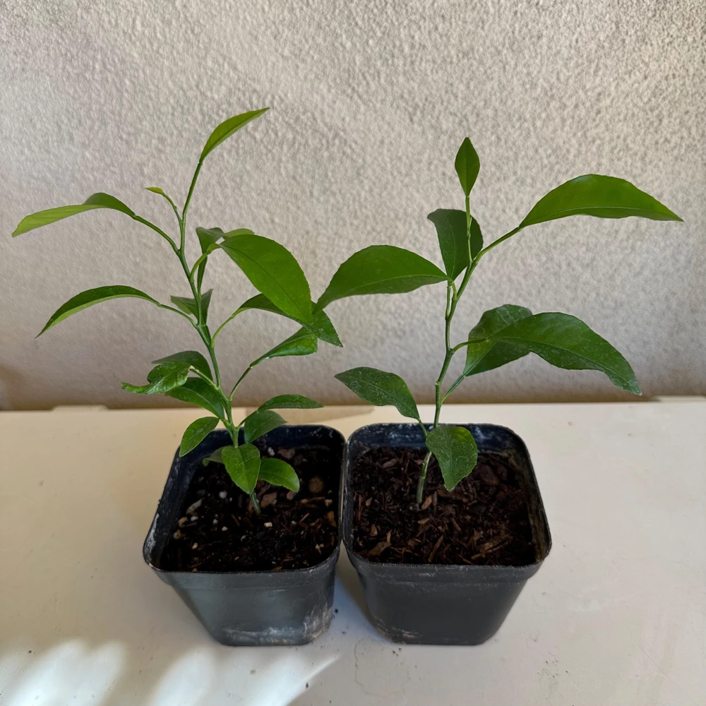 Mandarin Seedling Live Plant – 5-12 inch Tall Citrus Tree – Grown from Seed - Image 8