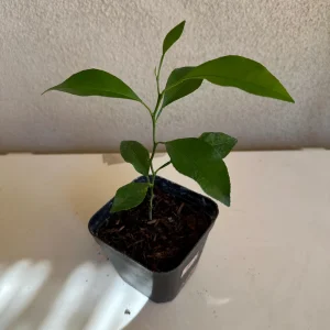 Mandarin Seedling Live Plant – 5-12 inch Tall Citrus Tree – Grown from Seed - Image 1