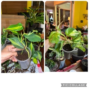 Manjula Pothos & Brasil Philodendron Live Plant Duo - Indoor Houseplants - Image 1