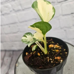 Manjula Pothos Live Plant - Variegated Indoor Houseplant - Image 1