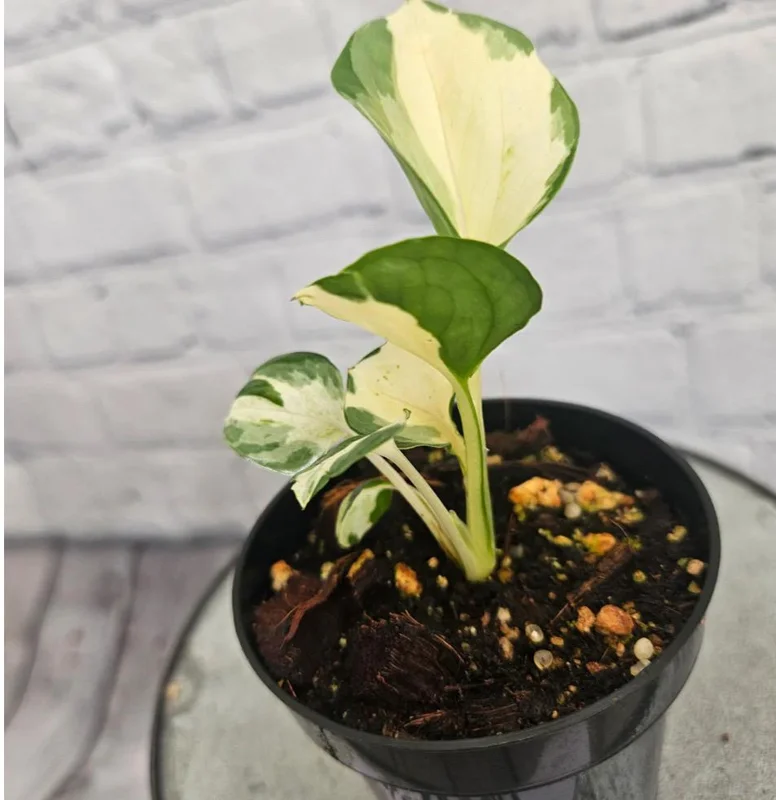 Manjula Pothos Live Plant - Variegated Indoor Houseplant - Image 1