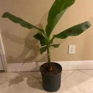 Manzano Apple Banana Live Plant – 3 Gallon Pot – Organic Tropical Fruit Tree - Image 2
