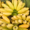 Manzano Apple Banana Live Plant – 3 Gallon Pot – Organic Tropical Fruit Tree - Image 1
