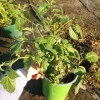 Manzano Yellow Pepper Live Plant - 6 Inch Pot - Edible Fruiting Vegetable - Image 1