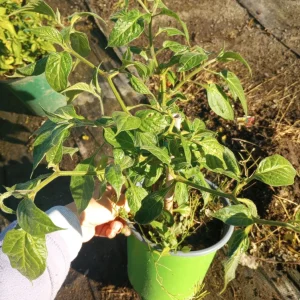 Manzano Yellow Pepper Live Plant - 6 Inch Pot - Edible Fruiting Vegetable - Image 1