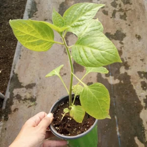 Manzano Yellow Pepper Live Plant - 6 Inch Pot - Edible Fruiting Vegetable - Image 3
