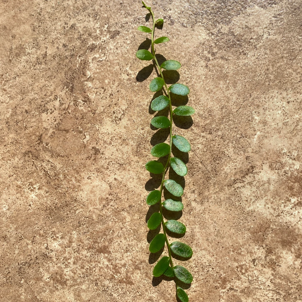 Marcgravia Shingling Vine Cutting - Rare Tropical Live Plant for Terrarium - Image 2