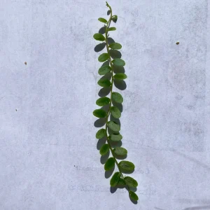 Marcgravia Shingling Vine Cutting - Rare Tropical Live Plant for Terrarium - Image 3