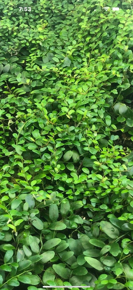 Marcgravia Shingling Vine Cutting - Rare Tropical Live Plant for Terrarium - Image 4