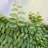 Marcgravia Shingling Vine Cutting - Rare Tropical Live Plant for Terrarium - Image 1