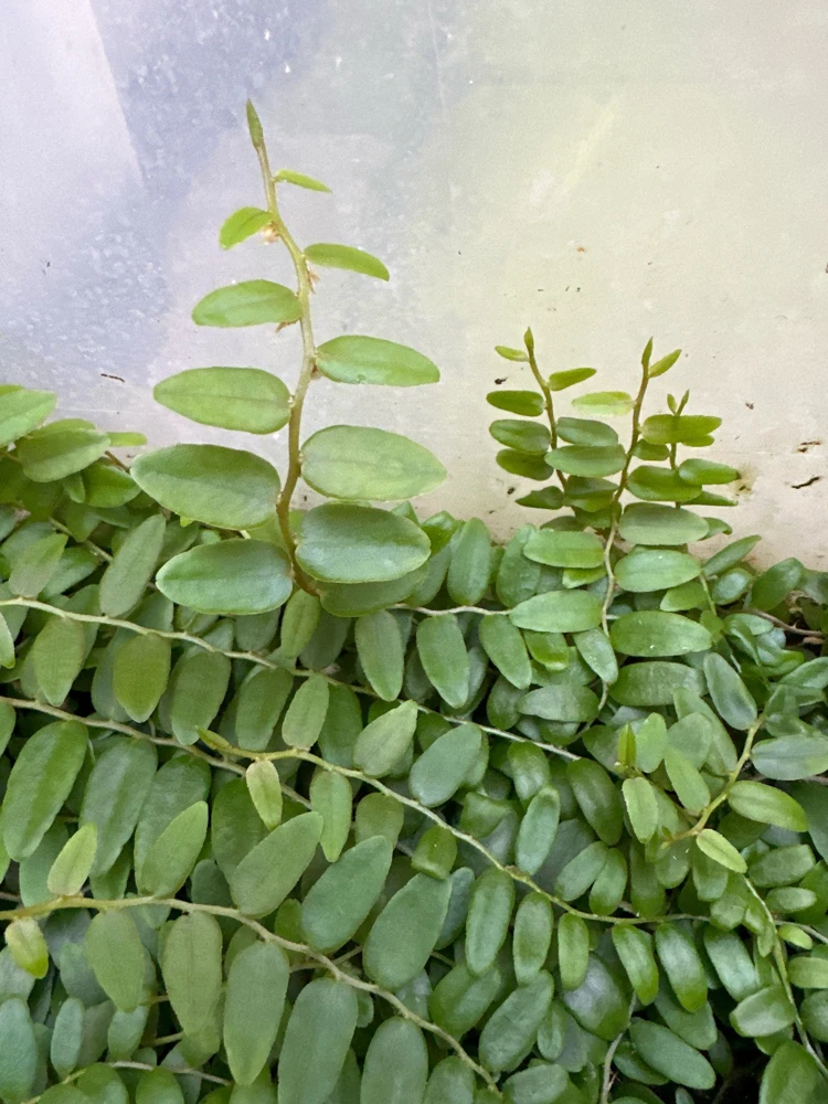 Marcgravia Shingling Vine Cutting - Rare Tropical Live Plant for Terrarium - Image 1