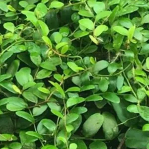 Marcgravia Shingling Vine Cutting - Rare Tropical Live Plant for Terrarium - Image 5