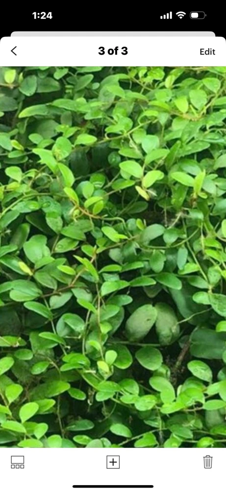 Marcgravia Shingling Vine Cutting - Rare Tropical Live Plant for Terrarium - Image 5