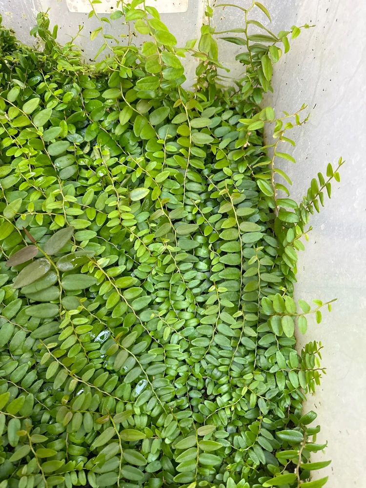 Marcgravia Shingling Vine Cutting - Rare Tropical Live Plant for Terrarium - Image 6