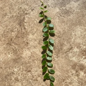 Marcgravia Shingling Vine Cutting - Rare Tropical Plant for Terrariums - Image 2
