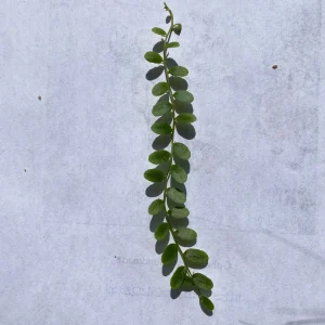 Marcgravia Shingling Vine Cutting - Rare Tropical Plant for Terrariums - Image 3
