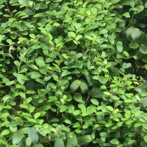 Marcgravia Shingling Vine Cutting - Rare Tropical Plant for Terrariums - Image 4