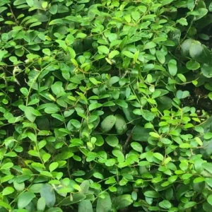 Marcgravia Shingling Vine Cutting - Rare Tropical Plant for Terrariums - Image 4