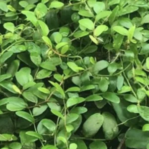 Marcgravia Shingling Vine Cutting - Rare Tropical Plant for Terrariums - Image 5