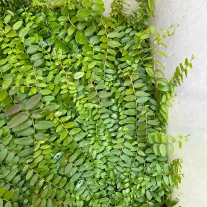 Marcgravia Shingling Vine Cutting - Rare Tropical Plant for Terrariums - Image 6