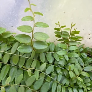 Marcgravia Shingling Vine Cutting - Rare Tropical Plant for Terrariums - Image 1