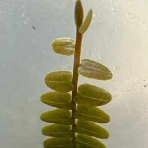 Marcgravia sp. Mendez Live Plant Cuttings - Rare Shingling Tropical Vine - Image 2